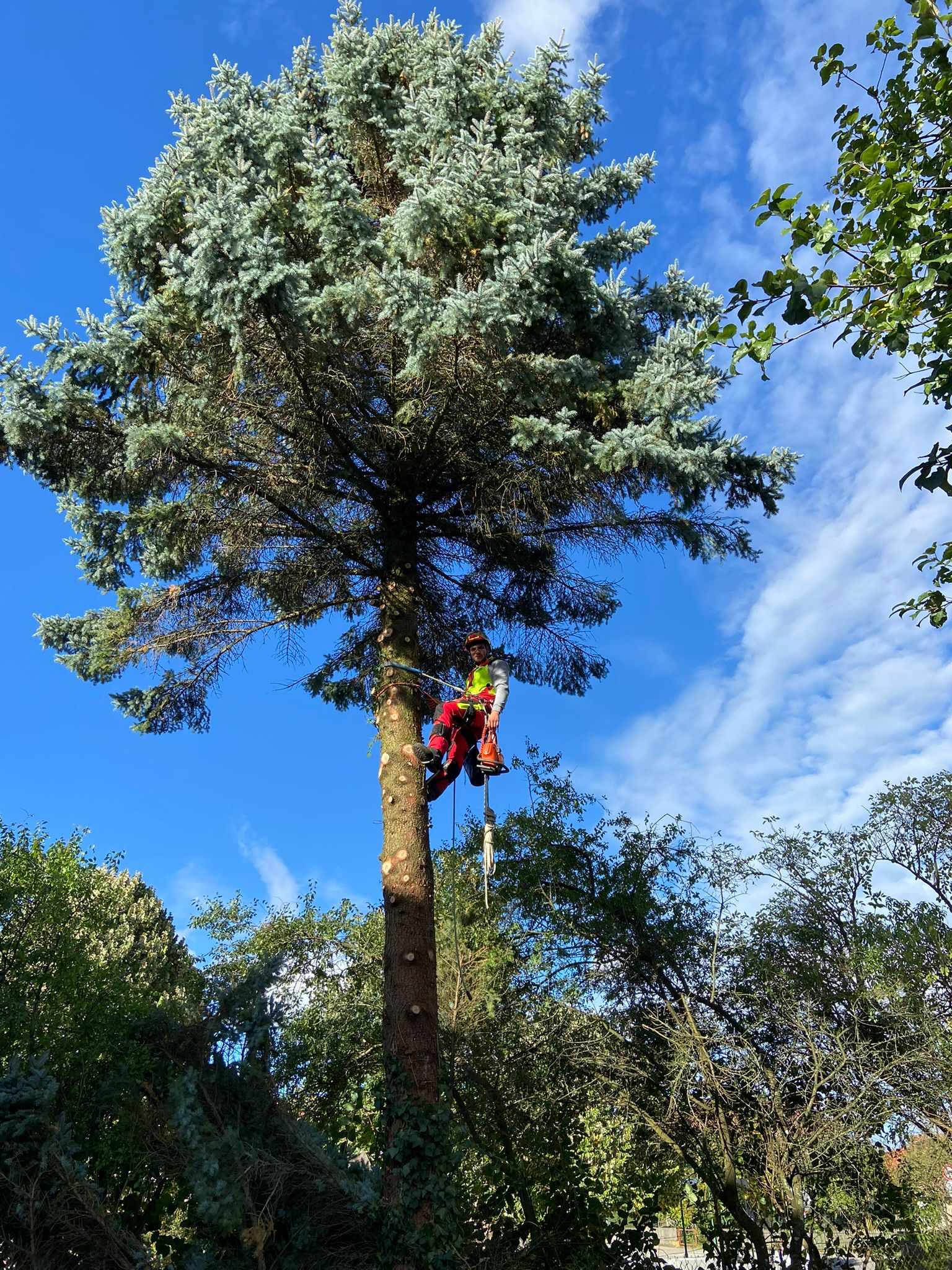 Kronenpflege an einer großen Eiche