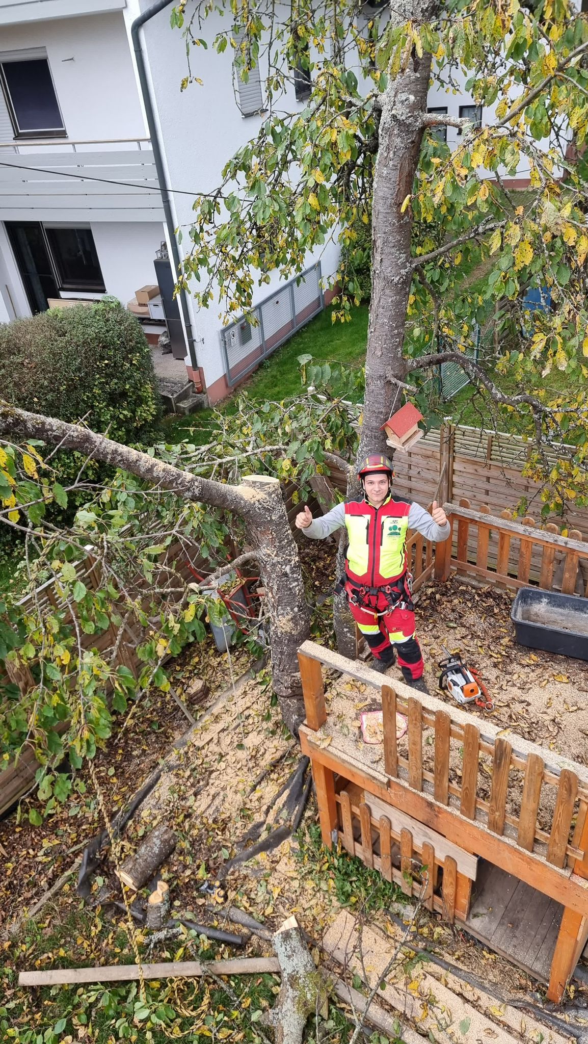 Baumfällung auf engem Raum