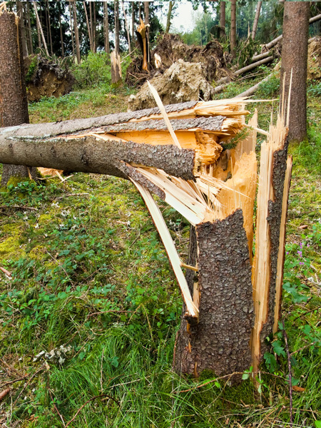 Sturmschaden-Beseitigung